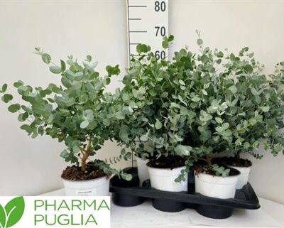 Евкаліпт 'Cinerea plant'