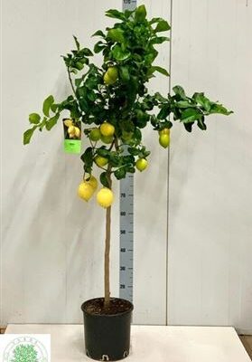 Цитрус 'Limon'