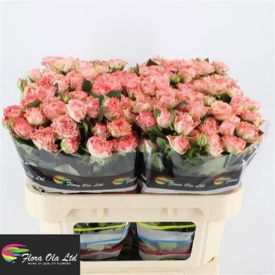 Кущова троянда  'Fair Flow'