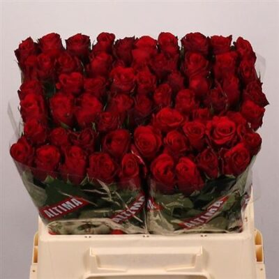 Одноголова троянда 'UPPER CLASS'