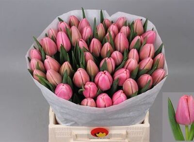 Тюльпан 'Tresor'