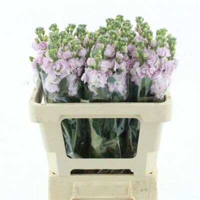 Матіола 'Iron Cherry Bl'