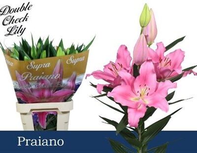 Лілія 'PRAIANO'