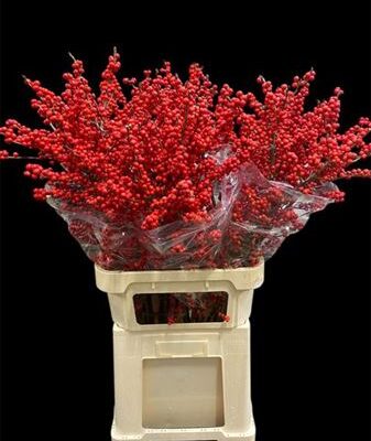 Ілекс 'Rode Bes'