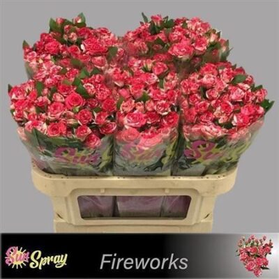 Кущова троянда  'Fireworks'