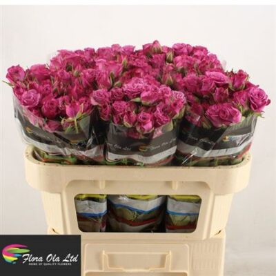 Кущова троянда  'Fiction'