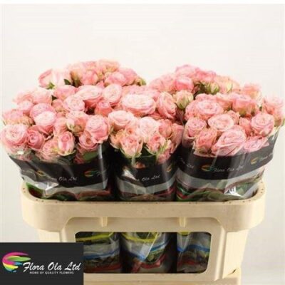 Кущова троянда  'Madam Bombastic'