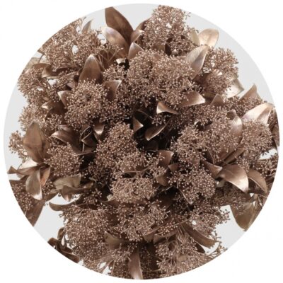 Скімія 'Champagne'