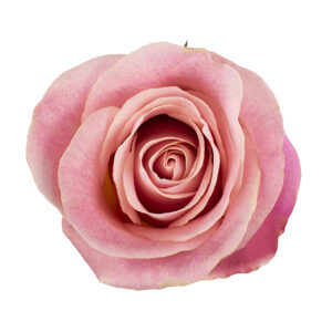 Еквадорська троянда 'Hermosa'