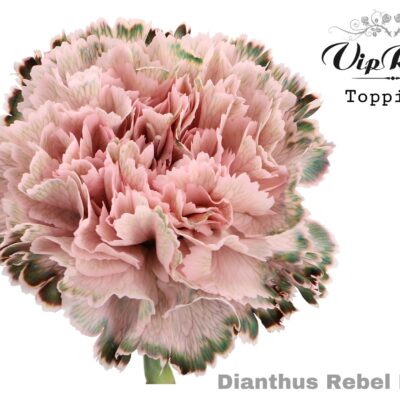 Гвоздика 'Rebel Pink'