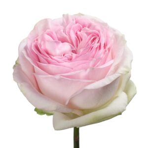 Еквадорська троянда 'Lorena Summerhouse'