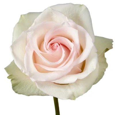 Еквадорська троянда 'Ragazza'