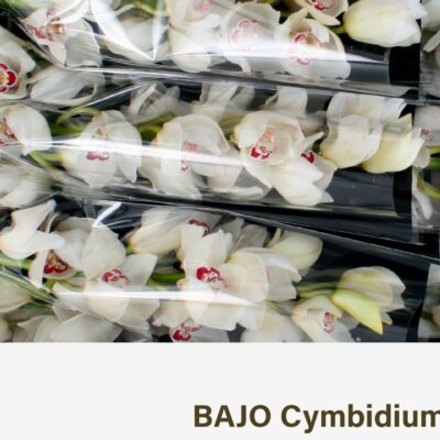 Цимбідіум 'Mazurka'