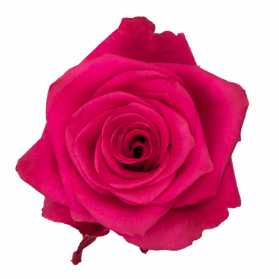 Еквадорська троянда 'Vi Pink'