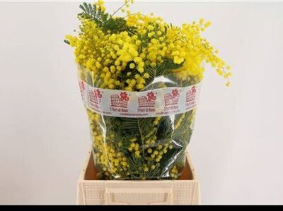 Мімоза 'Mirandole'