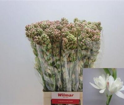 Поліант 'Tuberosa'