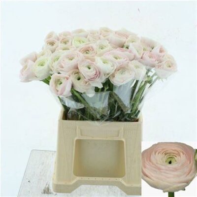 Ранункулюс 'Hanoi Xxl'