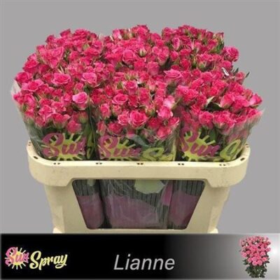 Кущова троянда 'LIANNE'