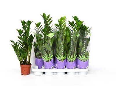 Заміокулькас 'Zamiifol'