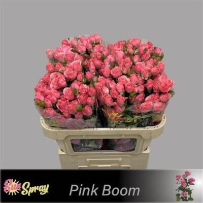 Кущова троянда 'One Top'