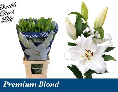 Лілія 'Premium Blond'