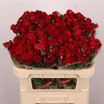 Кущова троянда 'Dominica'