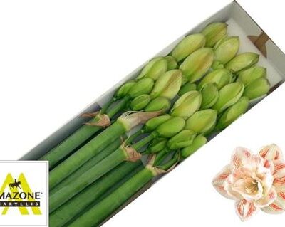 Гіпеаструм 'Nymph'