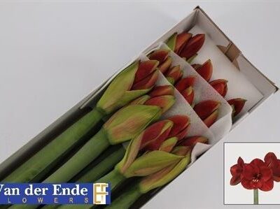 Гіпеаструм 'Ferrari'