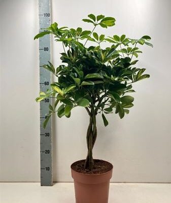 Шефлера 'Gold Capell'