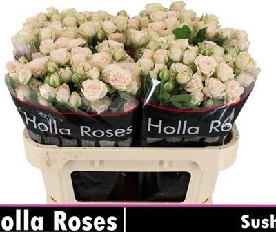 Кущова троянда 'SUSHI'