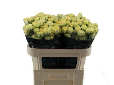 Кущова троянда 'Wedding Invite'