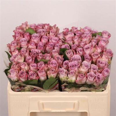 Одноголова троянда 'Memory Lane!'