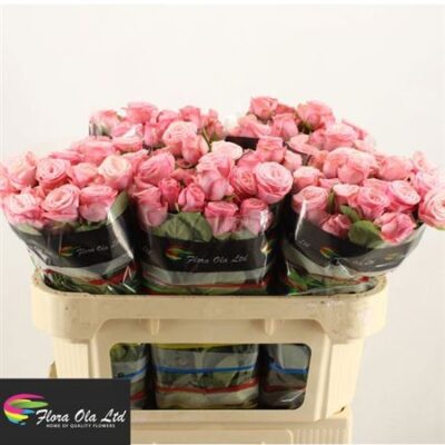 Кущова троянда 'Birds Nest+'