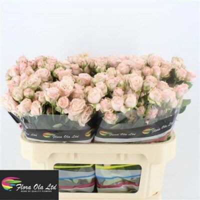 Кущова троянда 'BOMBASTIC'