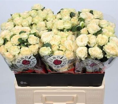 Кущова троянда 'Summerrose'