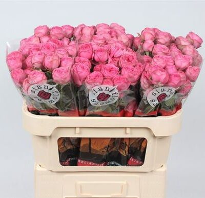 Кущова троянда 'Giselle!'