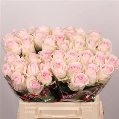 Одноголова троянда 'REVIVAL SWEET'