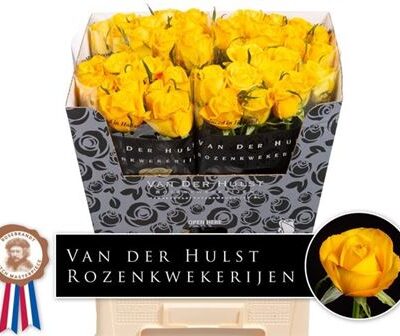 Одноголова троянда 'CATALUNYA+'