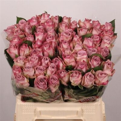 Одноголова троянда 'MEMORY LANE!'