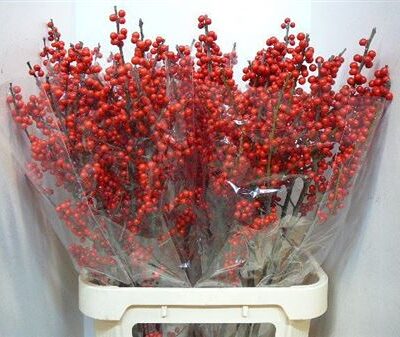 Ілекс 'Rode Bes'