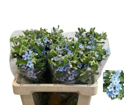 Оксіпеталум 'Tan Pur Blu'