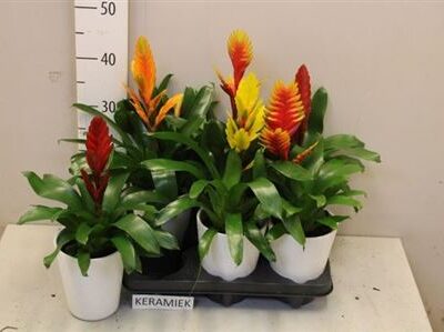 Вріезія 'Gem 6 Srt'