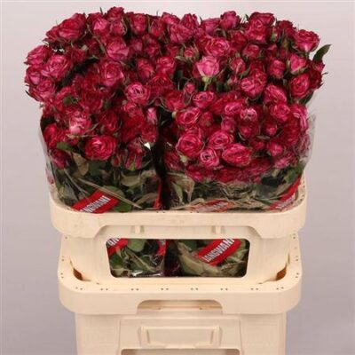 Кущова троянда 'Purple Queen'