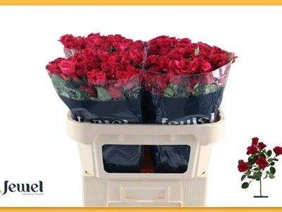 Кущова троянда 'Roseberry'