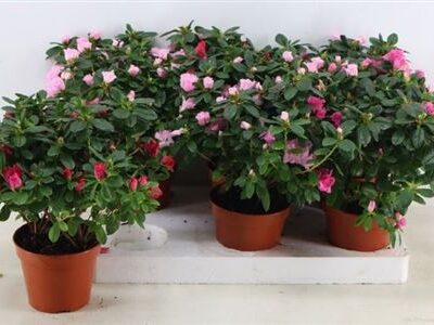 Азалія 'Vogel Gem'