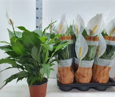 Спатифіліум 'Sweet Chico'