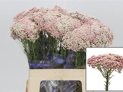 Озотамнус 'Cooks Tall Pin'