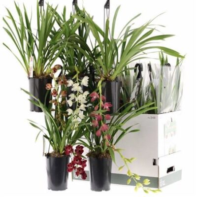 Цимбідіум 'Ov'