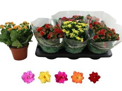 Каланхоє 'Gem 5kl'