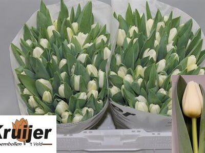 Тюльпан 'Antarctica'